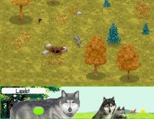 Wolf